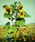 Sunflowers - Zbysio favorities